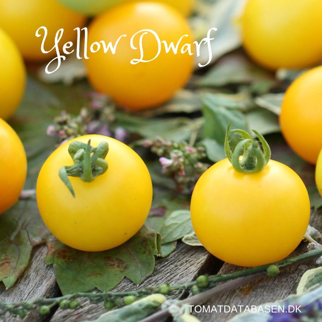 Yellow Dwarf